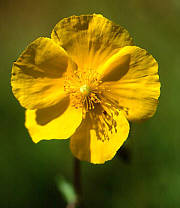 RockRose