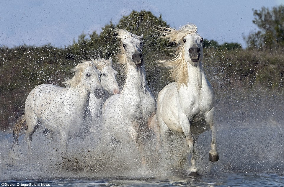 Horses running