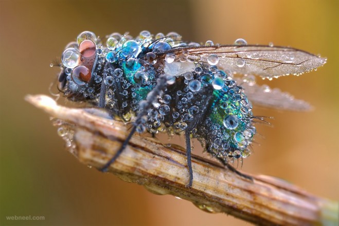 Beautiful Fly