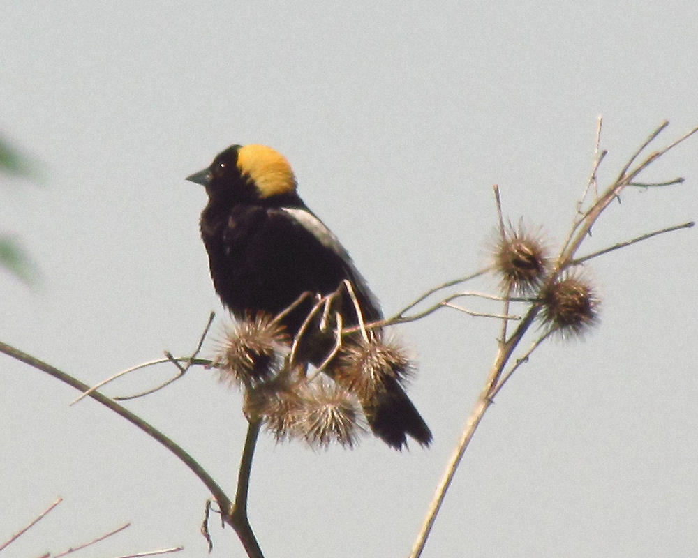 bobolink