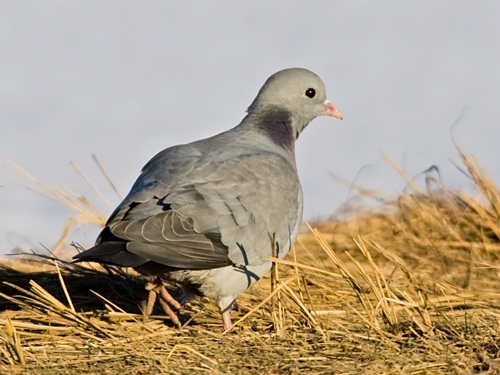 Columba oenas