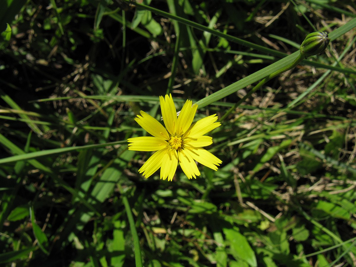 Leontodon saxatilis Lam.