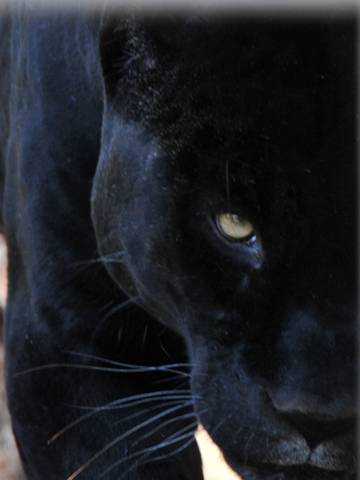 Panther